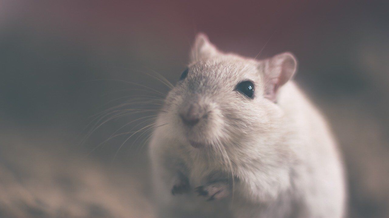 IT support for pest control from Cortec IT